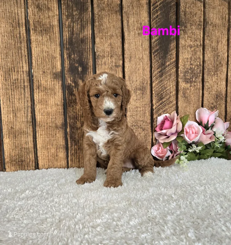Bambi F1B – Miniature Goldendoodle puppy for sale in Pittsford, MI