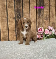 Bambi F1B, a female Miniature Goldendoodle for sale in Pittsford, MI – 1 of 2
