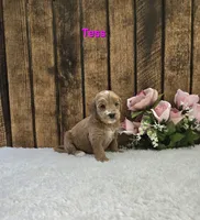 Tess F1B, a female Miniature Goldendoodle for sale in Pittsford, MI – 2 of 2