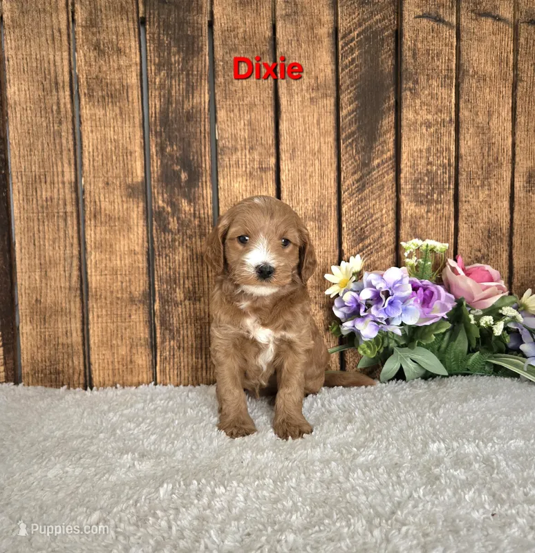 Dixie F1B – Miniature Goldendoodle puppy for sale in Pittsford, MI