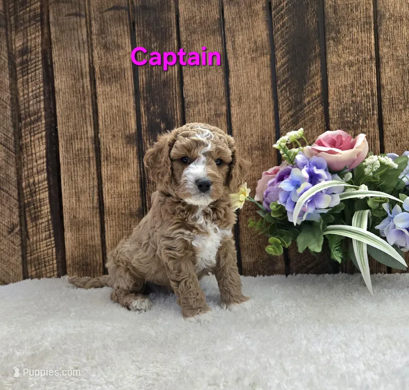 Captain F1B – Cavapoo puppy for sale in Pittsford, MI