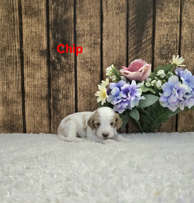 Chip F1B – Cavapoo puppy for sale in Pittsford, MI