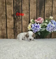 Chip F1B, a male Cavapoo for sale in Pittsford, MI – 1 of 2