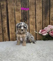 Maya F1B, a female Miniature Bernedoodle for sale in Pittsford, MI – Photo 2 of 2