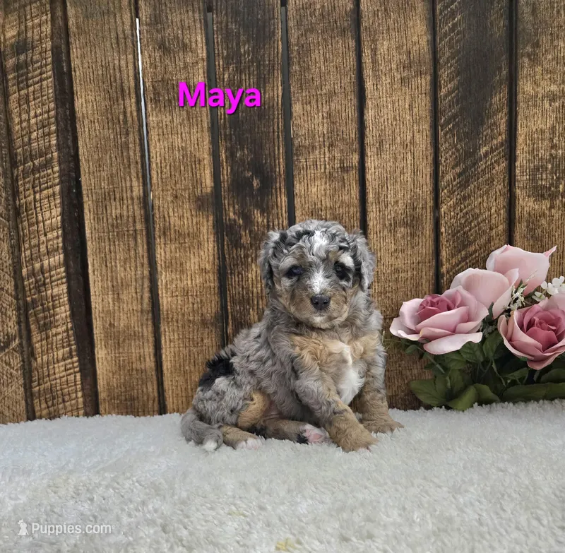 Maya F1B – Miniature Bernedoodle puppy for sale in Pittsford, MI