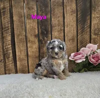 Maya F1B, a female Miniature Bernedoodle for sale in Pittsford, MI – Photo 1 of 2