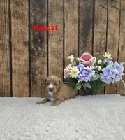 Rascal F1B, a male Cavapoo for sale in Pittsford, MI – 2 of 2