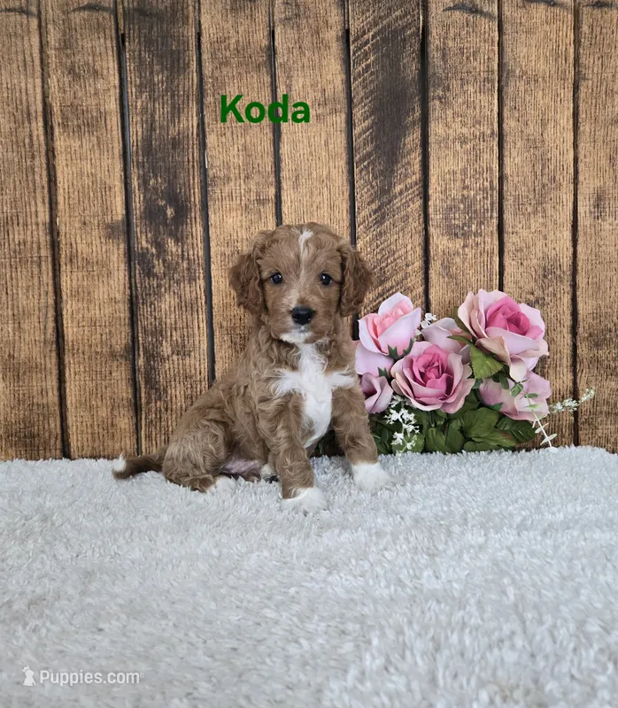 Koda F1B – Cavapoo puppy for sale in Pittsford, MI
