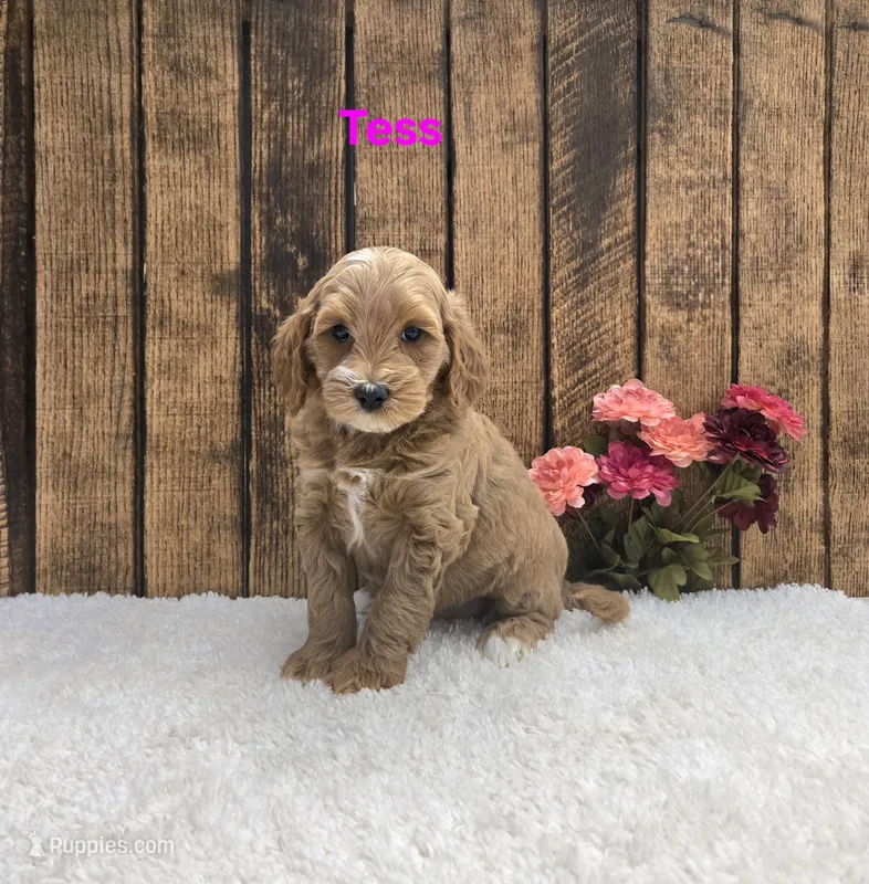 Tess F1B – Miniature Goldendoodle puppy for sale in Pittsford, MI
