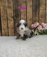 Bella, a female Miniature Bernedoodle for sale in Pittsford, MI – 2 of 2