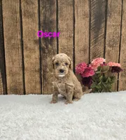 Oscar F1B, a male Cavapoo for sale in Pittsford, MI – 2 of 2