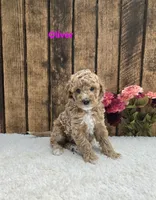 Oliver F1B, a male Cavapoo for sale in Pittsford, MI – 2 of 2