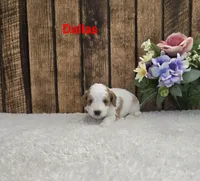 Dallas F1B, a male Cavapoo for sale in Pittsford, MI – 1 of 2