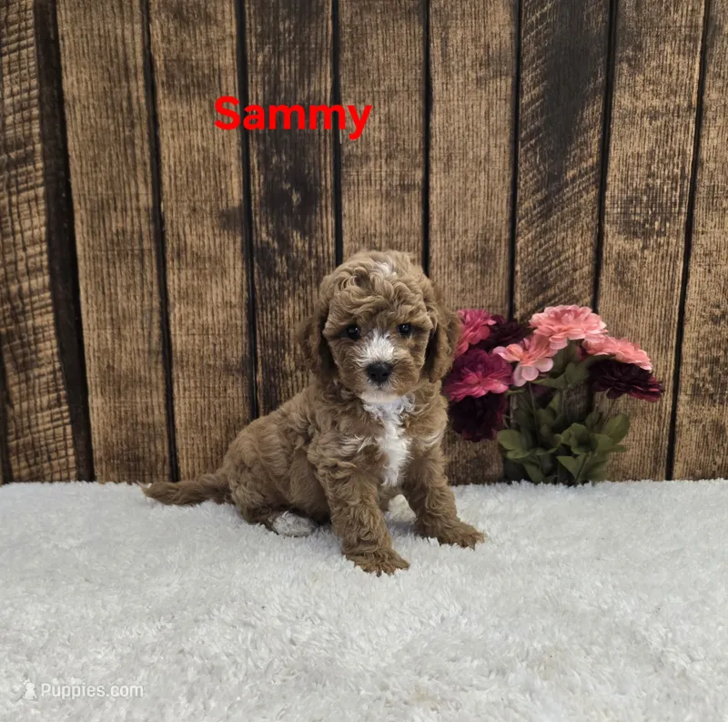 Sammy F1B – Cavapoo puppy for sale in Pittsford, MI