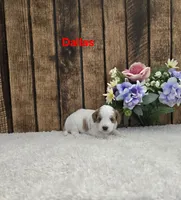 Dallas F1B, a male Cavapoo for sale in Pittsford, MI – 2 of 2
