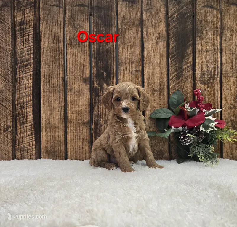 Oscar F1B