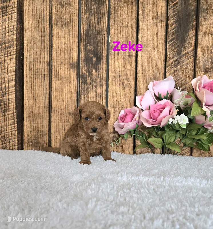 Zeke F1B – Cavapoo puppy for sale in Pittsford, MI