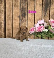 Zeke F1B, a male Cavapoo for sale in Pittsford, MI – 1 of 2