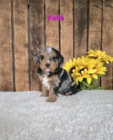 Katie , a female Miniature Bernedoodle for sale in Pittsford, MI – Photo 3 of 3