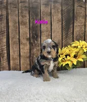 Katie , a female Miniature Bernedoodle for sale in Pittsford, MI – Photo 2 of 3