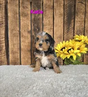 Katie , a female Miniature Bernedoodle for sale in Pittsford, MI – Photo 1 of 3
