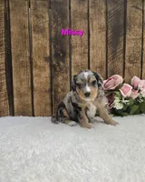 Missy, a female Miniature Bernedoodle for sale in Pittsford, MI – 2 of 2