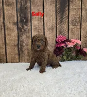 Sally F1B, a female Cavapoo for sale in Pittsford, MI – 2 of 2
