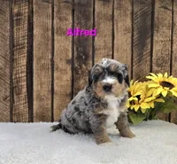 Alfred, a male Miniature Bernedoodle for sale in Pittsford, MI – Photo 1 of 3