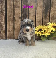 Alfred, a male Miniature Bernedoodle for sale in Pittsford, MI – Photo 3 of 3