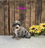 Alfred, a male Miniature Bernedoodle for sale in Pittsford, MI – Photo 2 of 3