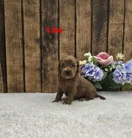 Lisa F1B, a female Cavapoo for sale in Pittsford, MI – 2 of 2