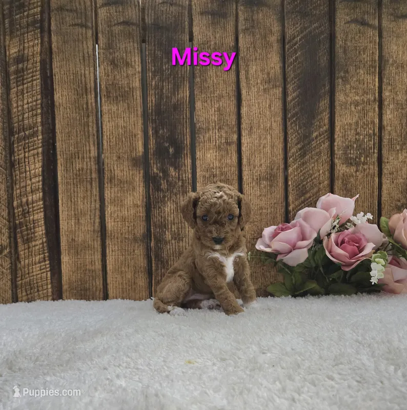 Missy F1B – Cavapoo puppy for sale in Pittsford, MI