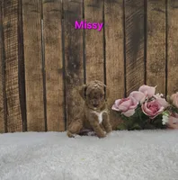 Missy F1B, a female Cavapoo for sale in Pittsford, MI – Photo 1 of 2