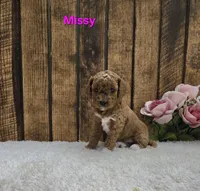 Missy F1B, a female Cavapoo for sale in Pittsford, MI – Photo 2 of 2