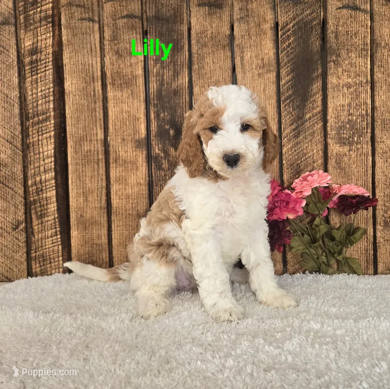 Lilly F1B – Miniature Goldendoodle puppy for sale in Pittsford, MI