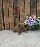 Hank F1B, a male Cavapoo for sale in Pittsford, MI – 2 of 2