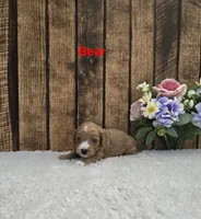 Bear F1B, a male Cavapoo for sale in Pittsford, MI – 2 of 2