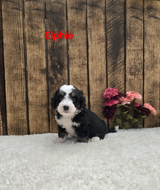 Elphie F1B – Miniature Bernedoodle puppy for sale in Pittsford, MI