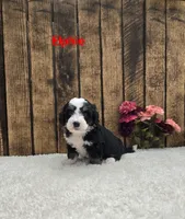 Elphie F1B, a female Miniature Bernedoodle for sale in Pittsford, MI – 1 of 2