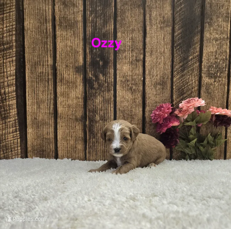 Ozzy F1B – Cavapoo puppy for sale in Pittsford, MI