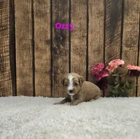 Ozzy F1B, a male Cavapoo for sale in Pittsford, MI – 1 of 2