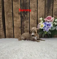 Sammy F1B, a male Cavapoo for sale in Pittsford, MI – 2 of 2