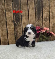 Elphie F1B, a female Miniature Bernedoodle for sale in Pittsford, MI – 2 of 2