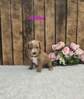 Tucker F1B, a male Miniature Goldendoodle for sale in Pittsford, MI – 2 of 2