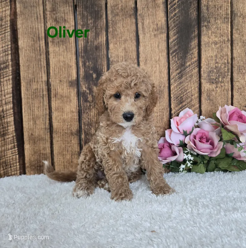 Oliver F1B – Cavapoo puppy for sale in Pittsford, MI