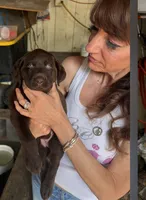 Puppy , a male Labrador Retriever for sale in St. Petersburg, FL – 1 of 4