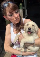 Puppy , a female Labrador Retriever for sale in St. Petersburg, FL – 4 of 7
