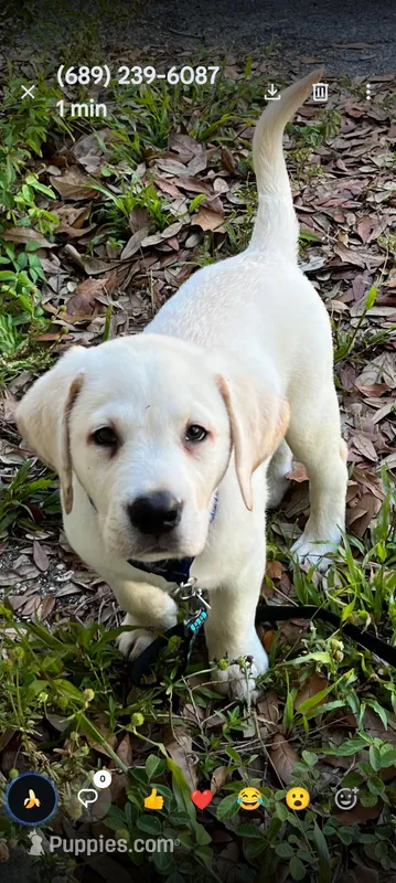 Puppy  – Labrador Retriever puppy for sale in St. Petersburg, FL