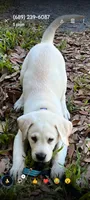 Puppy , a male Labrador Retriever for sale in St. Petersburg, FL – Photo 2 of 2