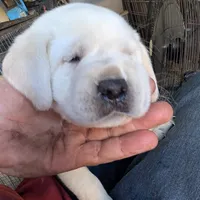 Puppy, a male Labrador Retriever for sale in St. Petersburg, FL – Photo 3 of 10